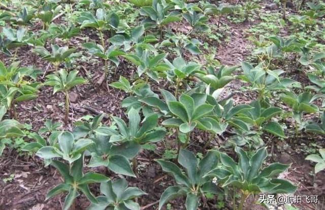 四季海棠茎腐病怎么治:又到了重楼茎基腐病的高发期了？您做好防治准备了吗？