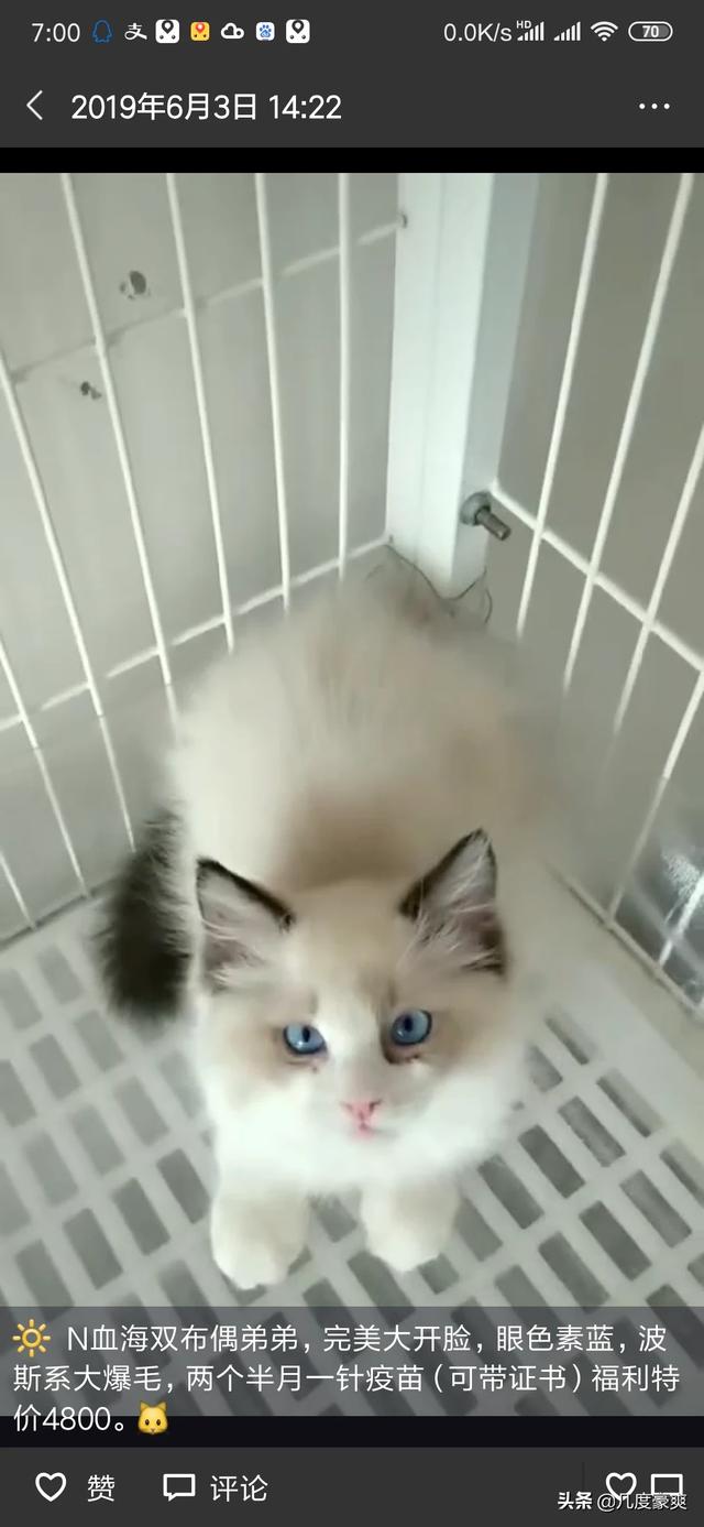 上海金山区宠物猫的品种及价格:有什么2000以下的宠物猫适合家养？