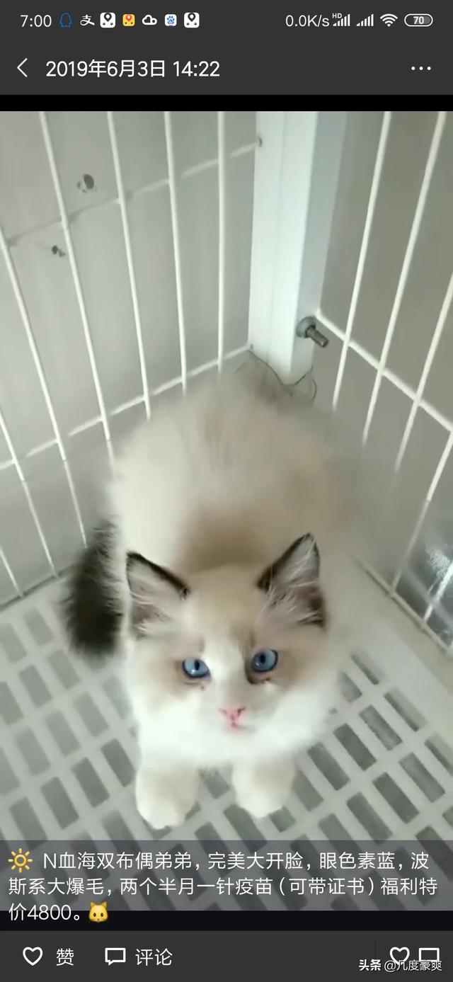 宠物猫品种及价格:有价值三四百的猫吗？是什么样的？