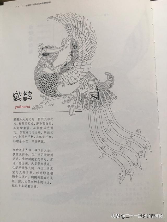 象鸟:鲲鹏是否真的存在，两千年前庄子在北海看到的到底是什么？