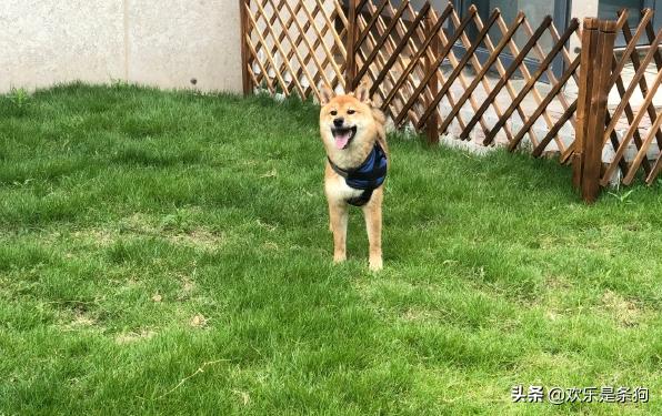 王珞丹领养瓢哥:为什么《向往的生活》里柴犬“瓢哥”最火