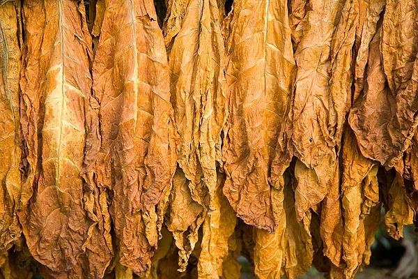 旱烟的危害比香烟大吗