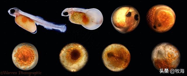黑金刚螺卵孵化过程图图片