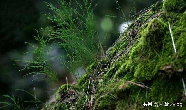 木麻黄每斤种子大约多少棵