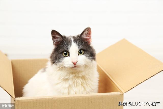 养猫注意事项:哪些养猫行为，其实是在让猫承受痛苦？ 养猫注意事项 寄生虫