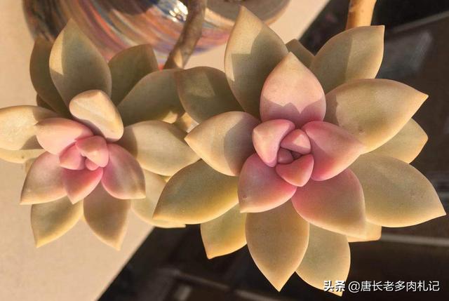 gimcat和gimpet:家里养的猫太胖了，有什么何时的运动器材？