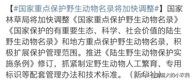 竹鼠图片:竹鼠图片大全可爱 野味禁令生效，特种养殖户怎样合理处理库存？