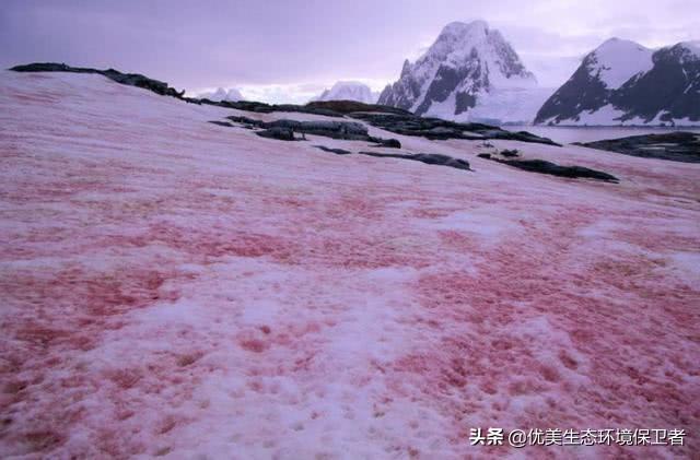 极地雪犬资源:极地雪犬高清在线观看 继二月份西瓜雪之后，南极惊现“大草原”，到底是怎么发生的？