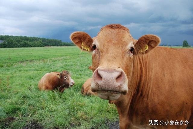 牛得了肝吸虫病症状:牛有机磷农药中毒如何防治？