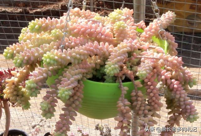 薄雪万年草:薄雪万年草怎么养 多肉黄金草水浇多了怎么补救？