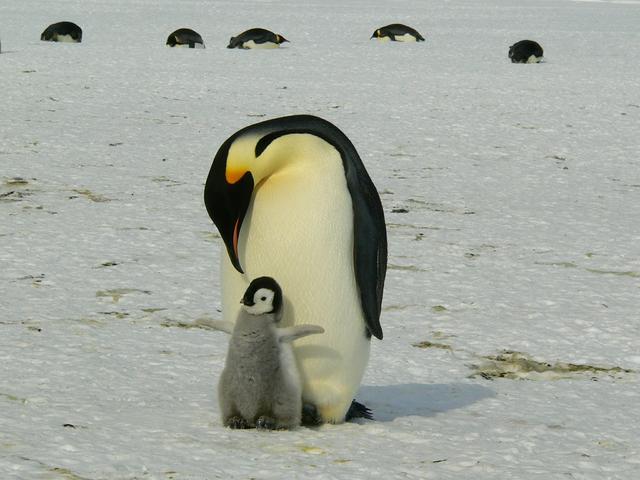 为什么企鹅被称为自然界最腹黑的动物？插图17