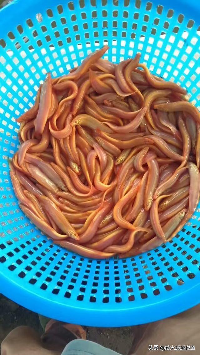 家养宠物鱼种类:钓鱼人都养什么宠物，喜欢吃鱼的？除了猫？