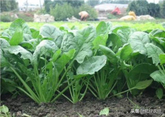 头条问答 怎样预防菠菜抽苔 10个回答