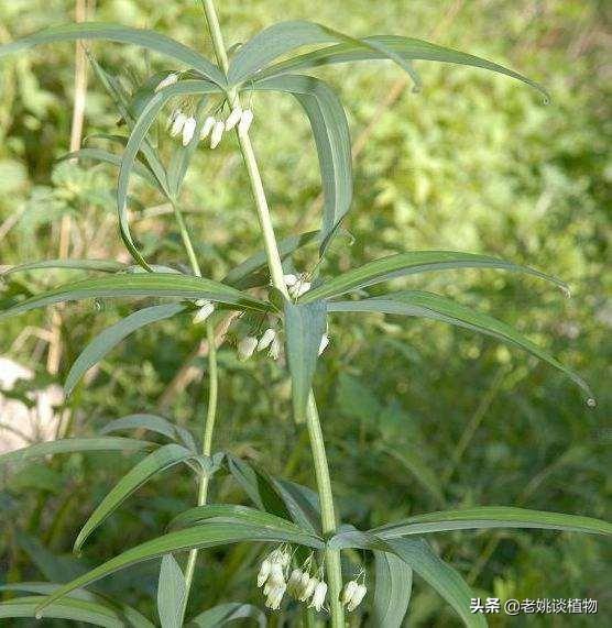 狐尾兰与多花指甲兰区别:黄精和玉竹是同一种植物吗？如果不是，区别在哪？