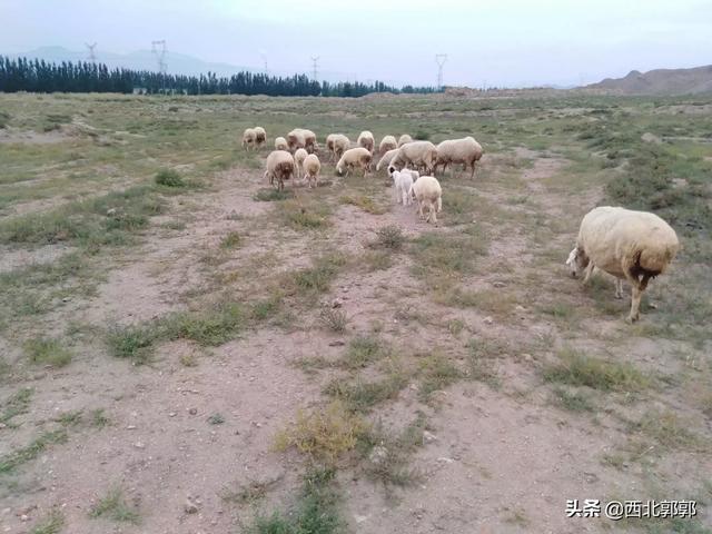 我想回农村做养殖,请问养什么东西赚钱？