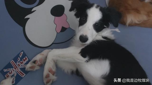 绣球狗不打疫苗可以吗:猫狗在家里养不出屋，可以不打疫苗么？