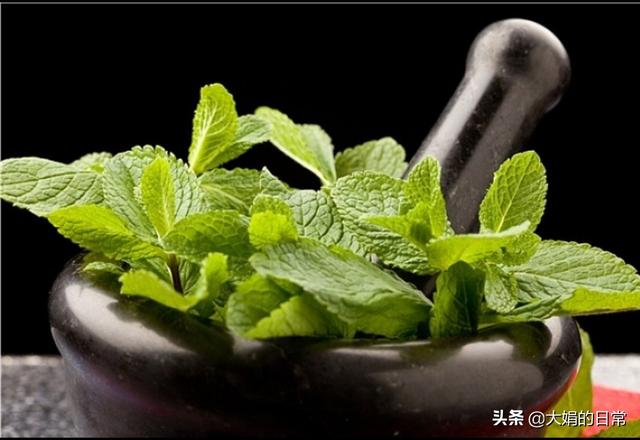 冰雪花薄荷叶图片 薄荷叶的独特纹理 到底是如何防止霜冻的 中医养生网