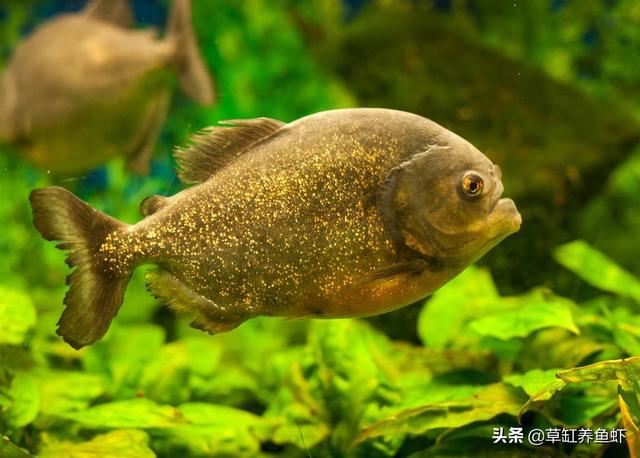 水虎鱼吧:水虎鱼吧 就是干 红腹水虎缸怎么保持水质？