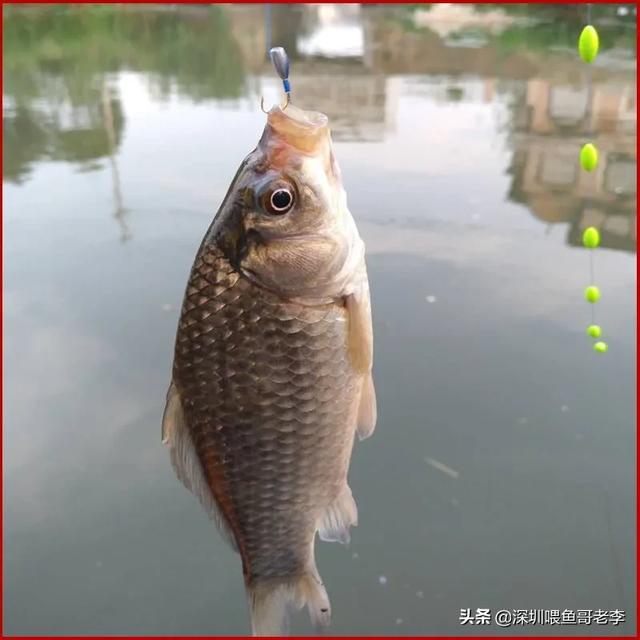 五花鲫鱼过冬要不要加温?-图2