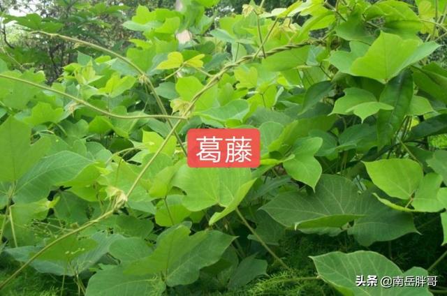 养羊种植什么牧草好:回河南老家搞养羊，种植燕麦做饲草怎么样？应该怎么做？