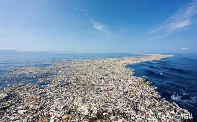 海洋垃圾的危害，6斤重！巨型海龟吞食海洋垃圾死亡，海洋动物惨死，环境有多恶劣