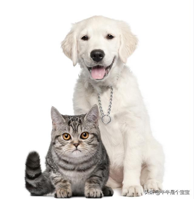中国宠物交易网:现在想做宠物电商，是否可以入局？