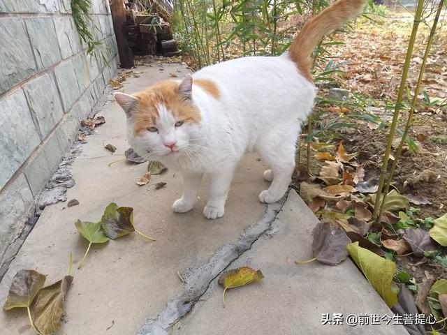 流浪猫:流浪猫怀孕了，快饿死了，想给它找个地方安顿下来，怎么照顾呢？