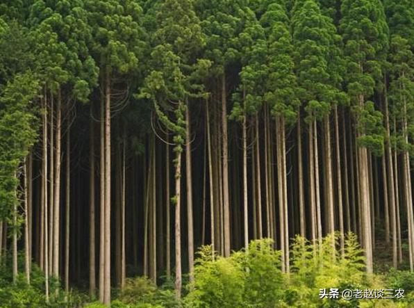 法国贵妇犬蛾 采集:应该如何防治杉木的病虫害？有没有什么好方法？