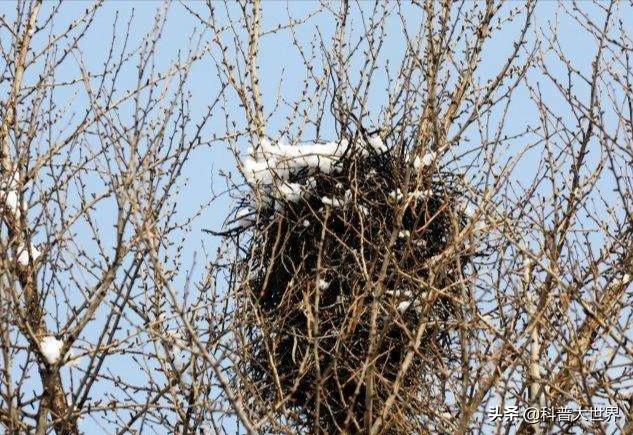 拟厦鸟巢内部:喜鹊窝建在树杈上为什么这么牢固，掉不下来呢？