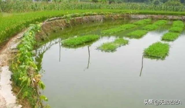 鱼塘有鱼虱子怎么彻底去除:鱼塘里养着有鱼，但福寿螺很多，该怎样才能把福寿螺灭掉呢？