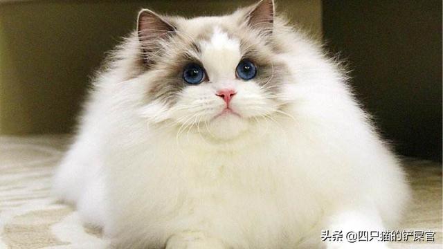 布偶:布偶猫价格 网友们，请问有谁养过布偶吗？真的很乖？好养吗？