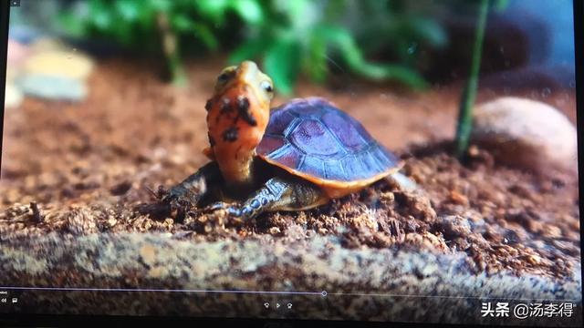 关于龟浮水的原因介绍，为什么新买的草龟吃食活动都很正常，就是老浮水？