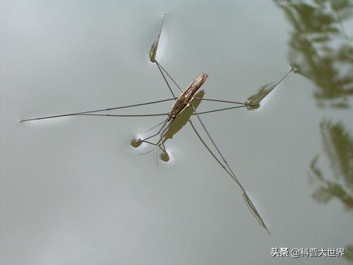 农村这种叫沙牛的昆虫是什么，农村水边常见的一种昆虫，会“水上漂”浮于水面，它到底是什么