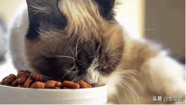 低端天然猫粮:有没有什么便宜点的猫粮推荐？