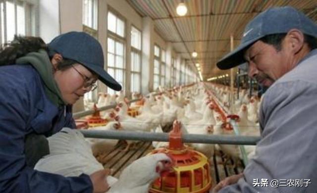 鸡饮水器安装视频:养猪养鸡畜禽饮水系统怎么设计？