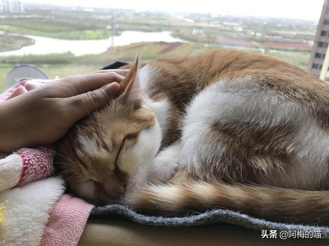 咬人猫黑历史:为什么摸猫咪时，有时它会忽然翻脸咬人？