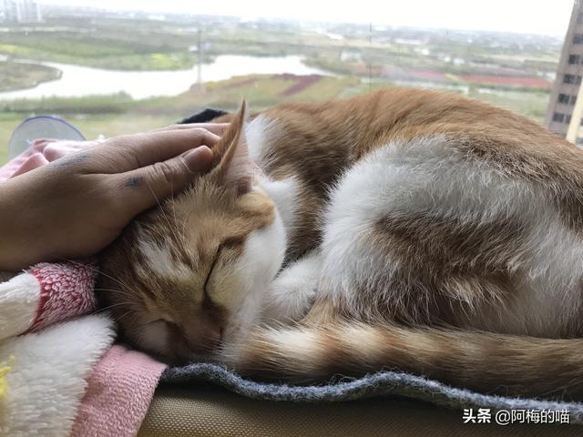 猫咪有几个禁区，“猫爪在上”的游戏，铲屎官们玩过吗猫咪身上的禁忌部位有哪些