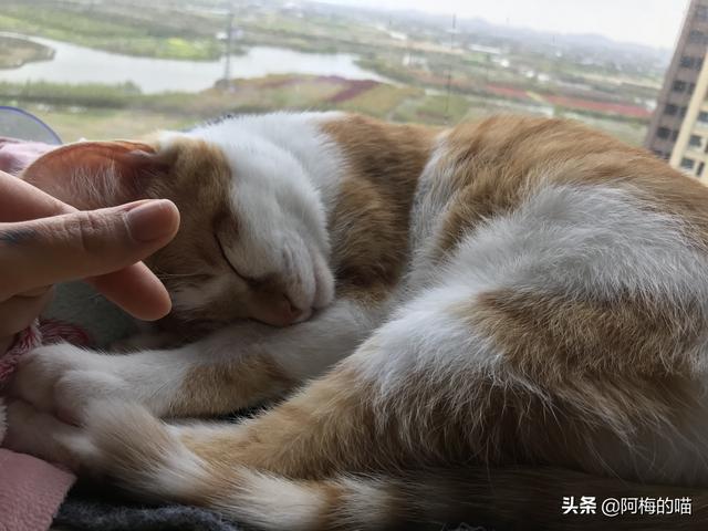 咬人猫黑历史:为什么摸猫咪时，有时它会忽然翻脸咬人？