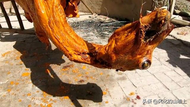 甘肃发现白化野骆驼:迪拜能吃骆驼，国内什么地方能吃骆驼
