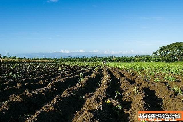 请问农村荒地种些什么收入会高一些呢？