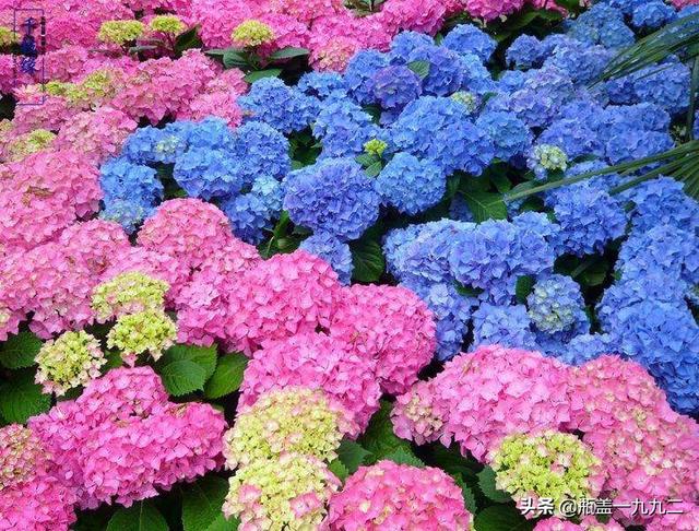 木绣球 八仙花:八仙花倒盆后怎么就蔫了？