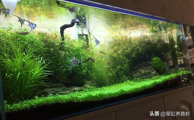 热带鱼饲养视频:热带观赏鱼该如何养？温度一般保持在多少度？