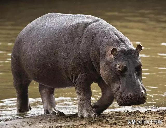 犀牛和河马吃什么食物:河马、犀牛是杂食动物吗？