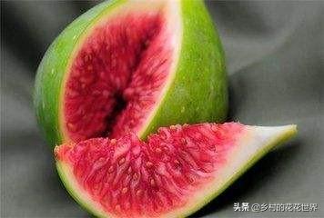 无花果鹦鹉图片:你见过什么外貌奇怪的鸟？ 无花果鹦鹉