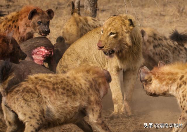 罗得西亚背脊犬捕猎非洲野犬:你都知道哪些互为冤家的猛兽？