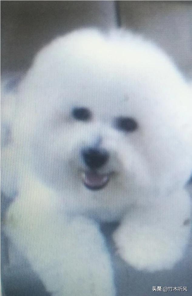 卷毛比熊犬饲养方法:比熊犬的正确饲养方式，有哪些？