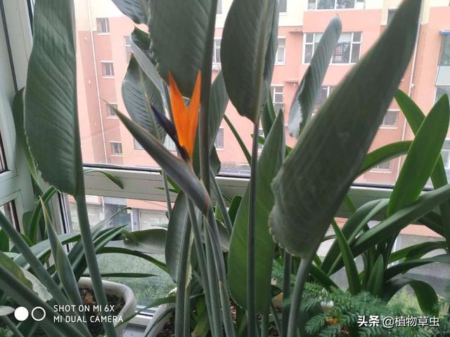 天堂鸟图片:鹤望兰叶子下垂发黄怎么办？