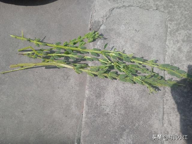你家种植黑芝麻吗？黑芝麻都有哪些吃法？