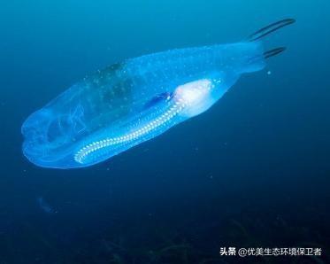 环箍蛇:箍腰蛇这种病是什么特点？