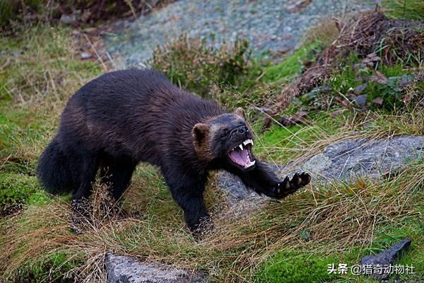 平头哥蜜獾图片高清:狼獾和“平头哥”谁厉害？